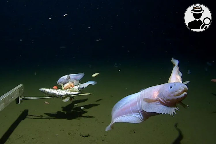 Penemuan Menakjubkan: Ikan Terekam Kamera di Kedalaman 8.300 Meter di Bawah Laut