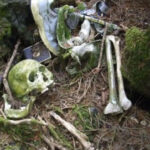 Legenda Hutan Aokigahara : Lautan Pohon yang Penuh Misteri