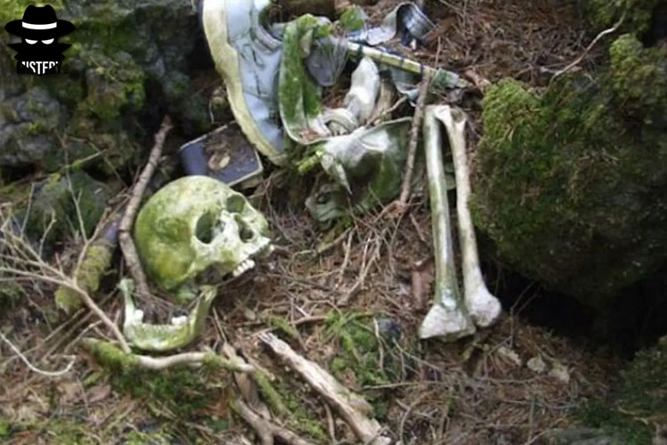 Legenda Hutan Aokigahara : Lautan Pohon yang Penuh Misteri