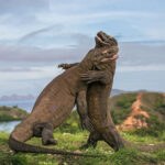 Misteri Naga Laut di Kepulauan Komodo, Indonesia