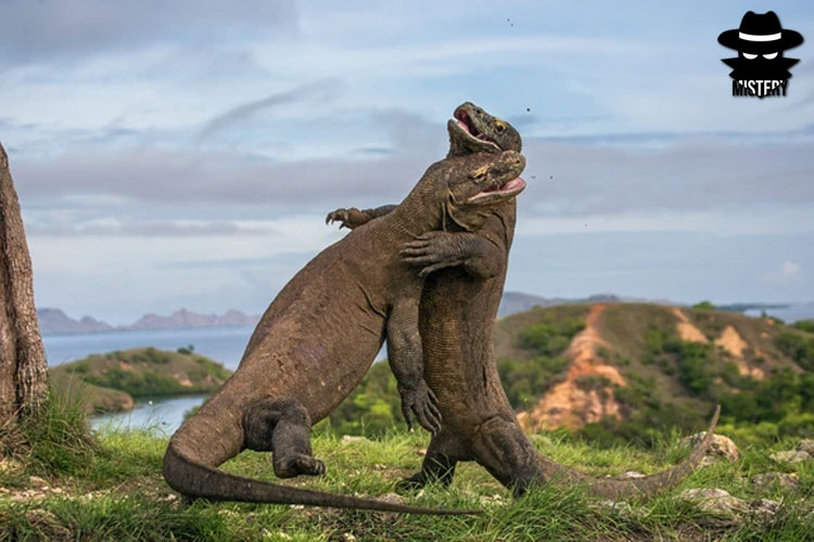 Misteri Naga Laut di Kepulauan Komodo, Indonesia